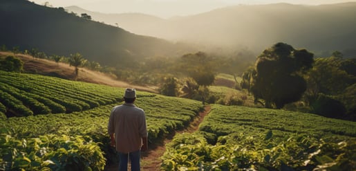 Hombre mirando por encima del campo de café