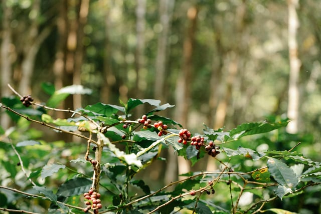 commonGrounds banner